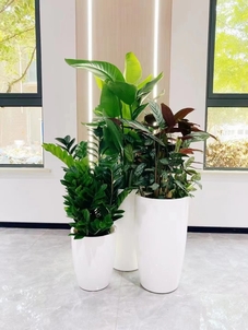 江北盆景租赁方案